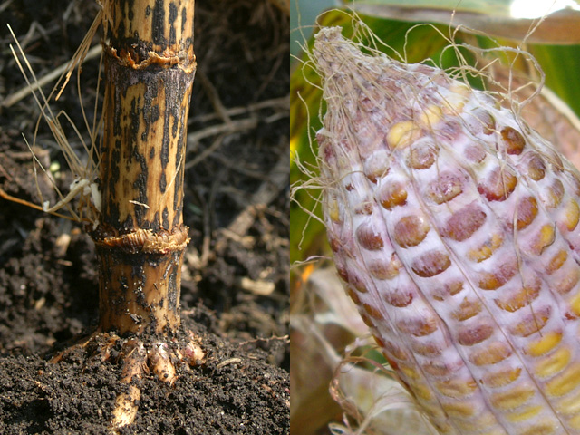 Stalk rots like anthracnose (left) and ear rots like Gibberella (right) may be lurking in your corn this year. Trouble fields should be targeted for early harvest and careful storage. (Photo courtesy Alison Robertson, Iowa State University)
